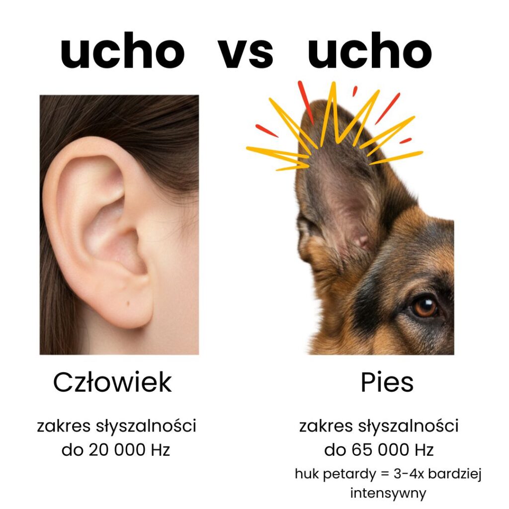 Porównanie słuchu człowieka i psa - infografika pokazująca różnicę w zakresie słyszalności dźwięków